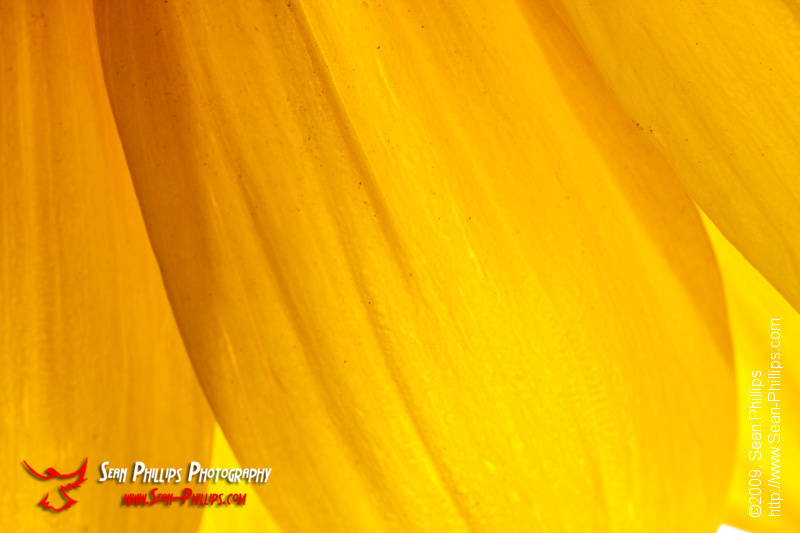 Sunflower Archives - Sean Phillips Photography